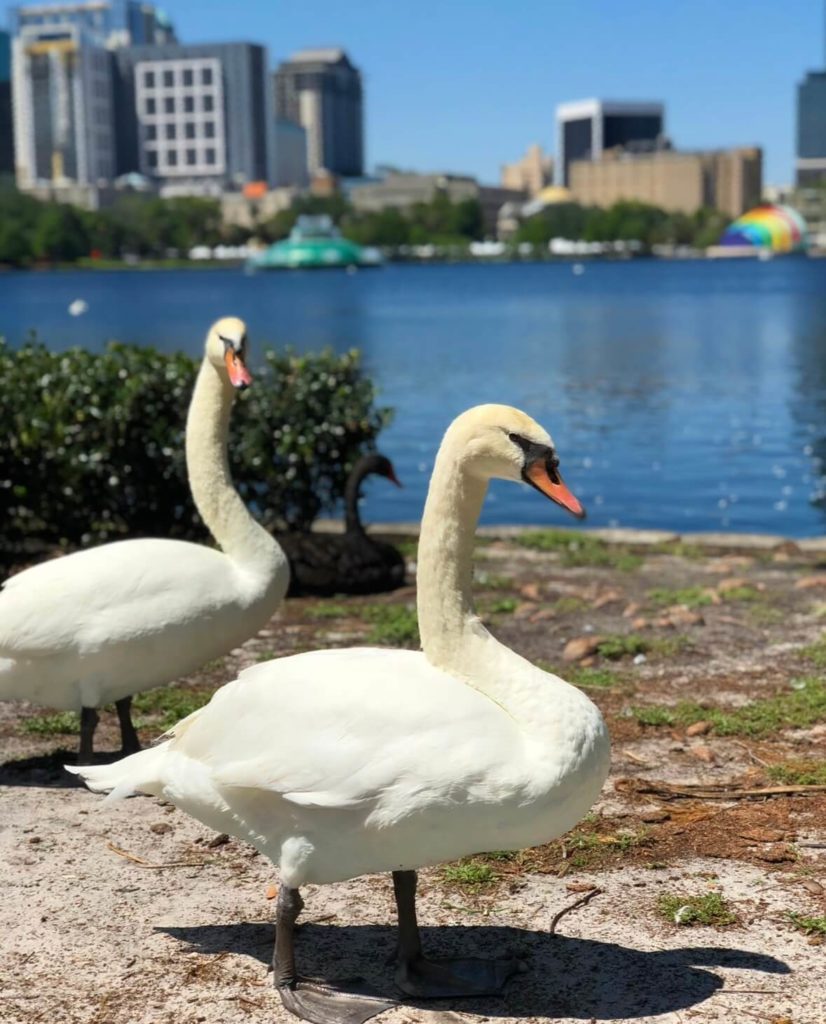 Swans at Lake Eola Park Orlando