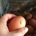 Gather Eggs at Lake Meadow Naturals