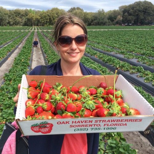 Strawberry Picking Season Florida at William Reser blog