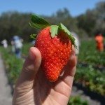 Strawberry Picking Near Orlando