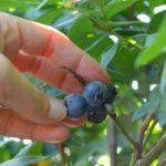 Blueberry Picking Near Orlando