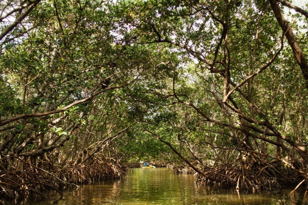 mangrove-kayaking