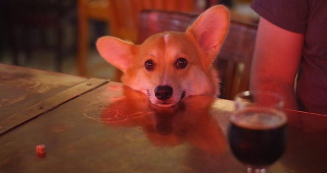 Dog-Friendly Date Nights in Orlando