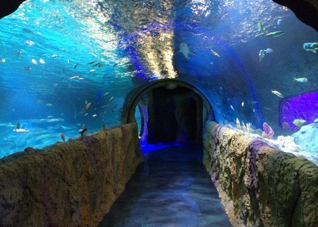 SeaLife Aquarium