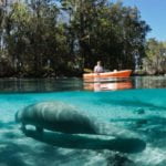 Holy (Sea) Cow! Where to See Manatees on Your Next Date Night