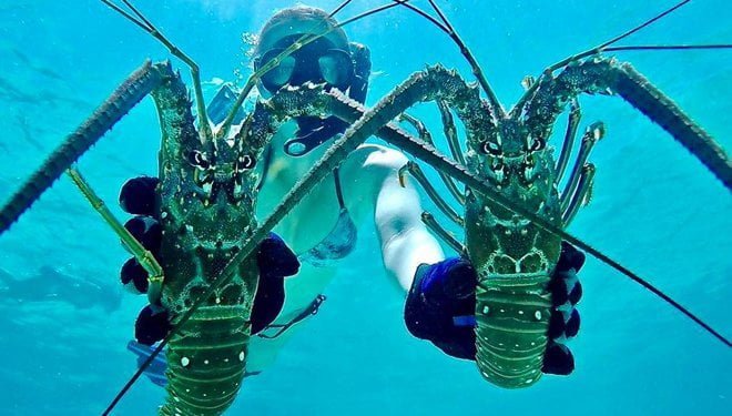 Florida Keys Reel Adventures Lobstering » Where do I take the kids?