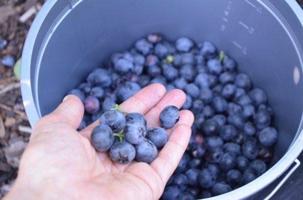 U-Pick Farms in Central Florida for Blueberries