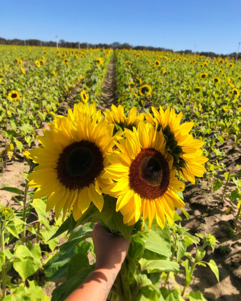 Spring U-Pick Date at Southern Hill Farms in Clermont