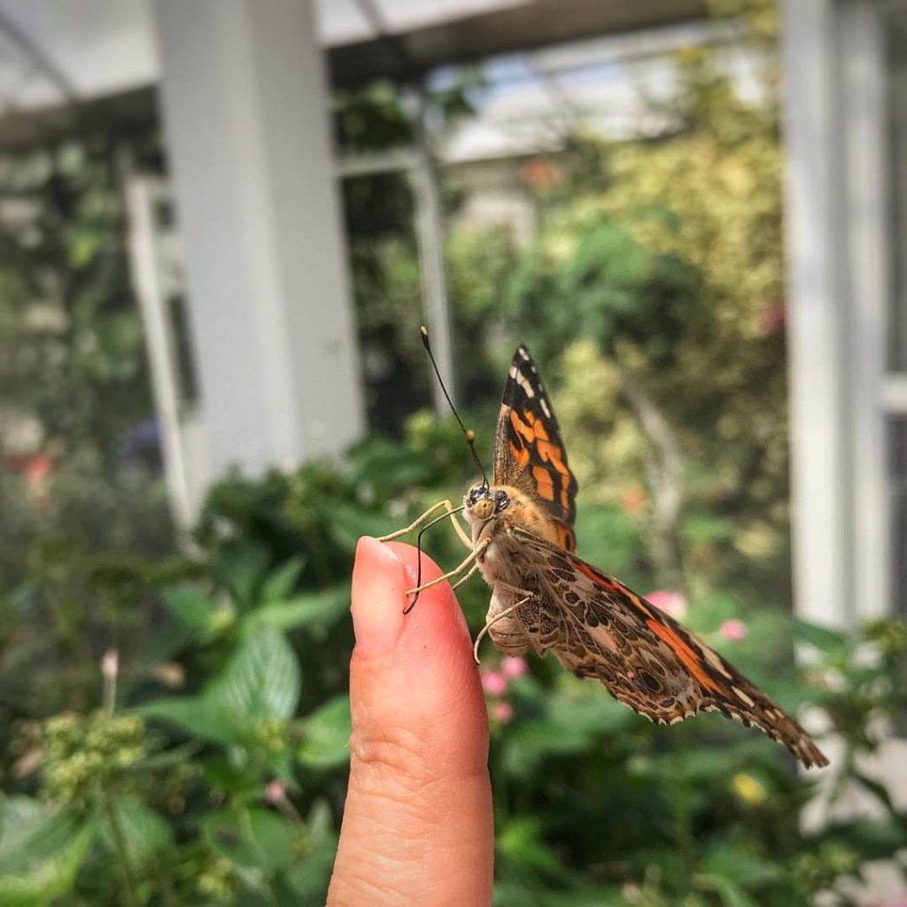 Lukas Nursery Butterfly Encounter