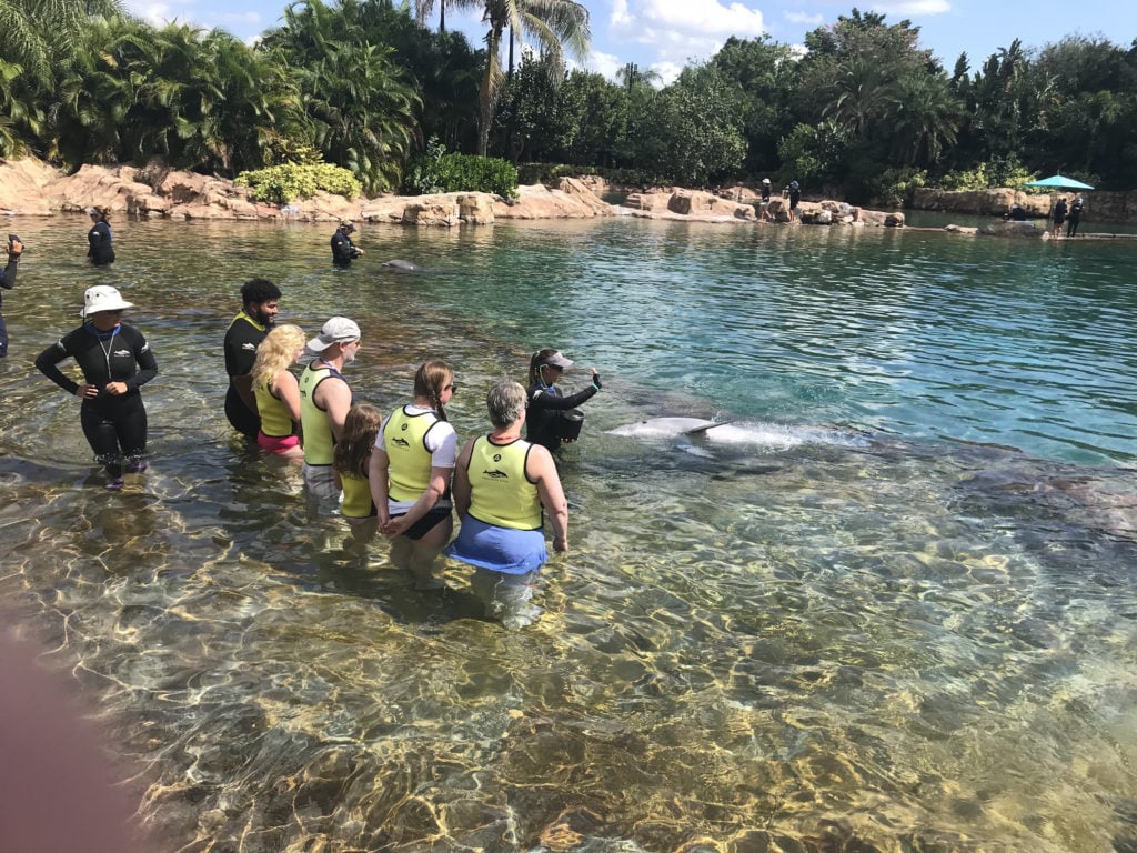Dolphin interaction at Discovery Cove