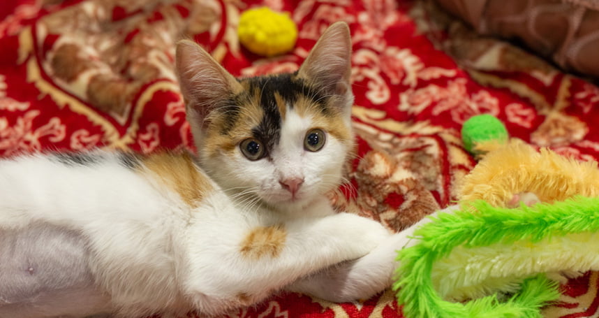 A Purrrfect Date at the Orlando Cat Cafe