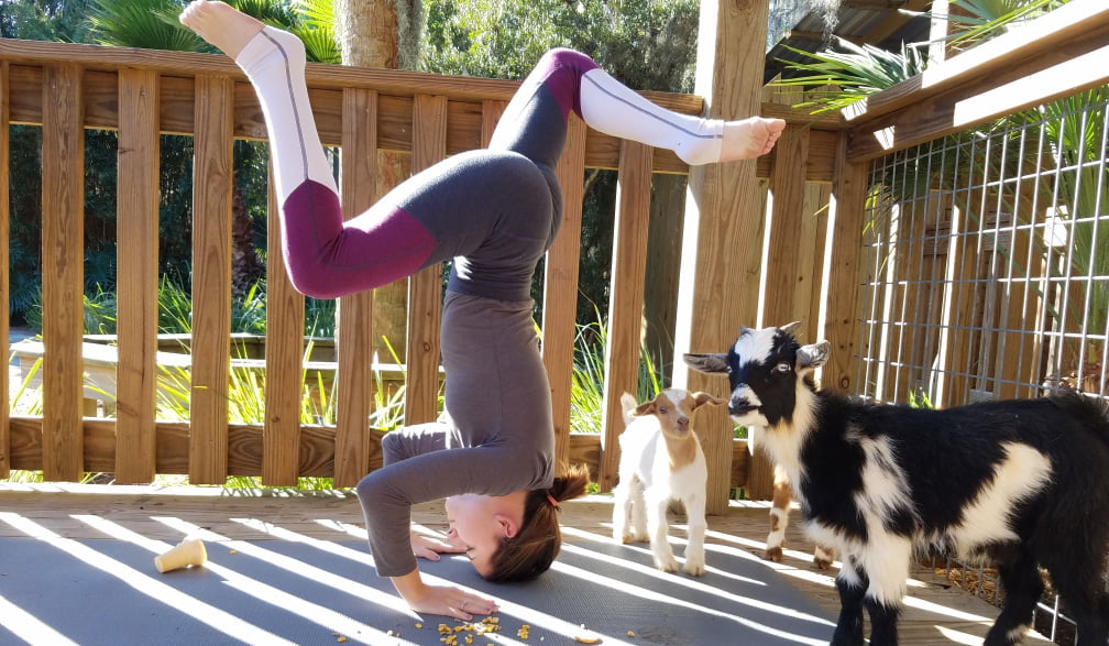 Where to do Goat Yoga in Central Florida