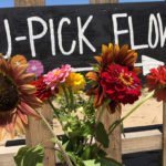 Where to Pick Your Own Flowers in Central Florida