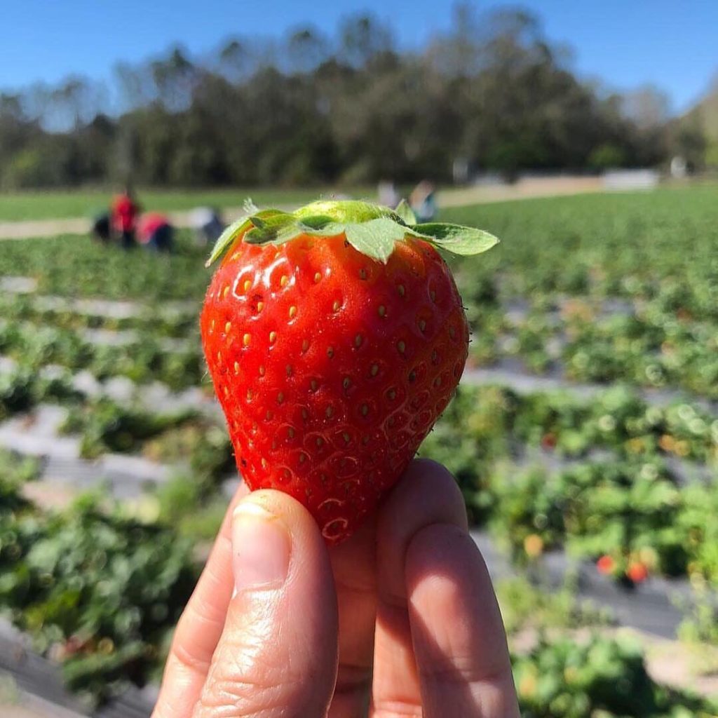 Pick your own strawberries at Oak Haven Farm