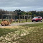 drive safari park near me