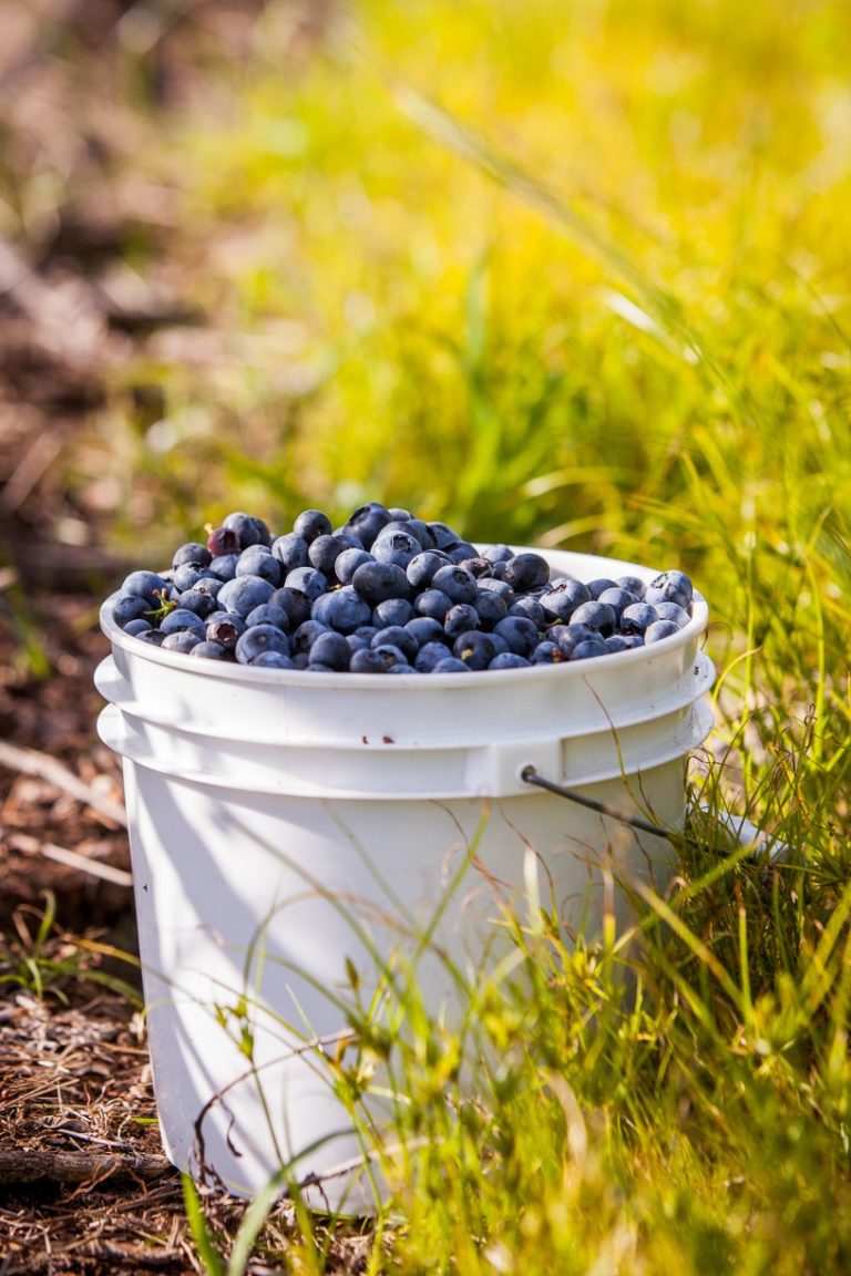 U-Pick Blueberry Farms Open for an Outdoorsy Date