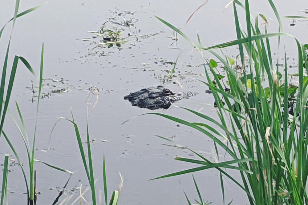 Alligator along Lake Apopka Wildlife Drive