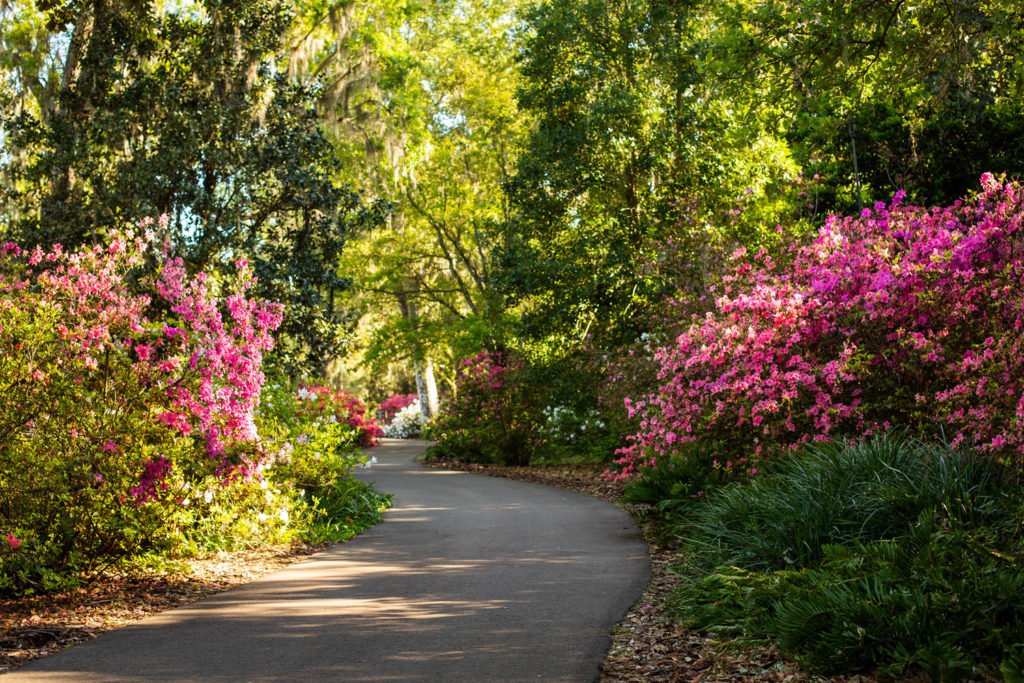 Bok Tower Gardens azalea season