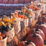 Our Favorite Fall Festivals, Pumpkin Patches and Foodie Events