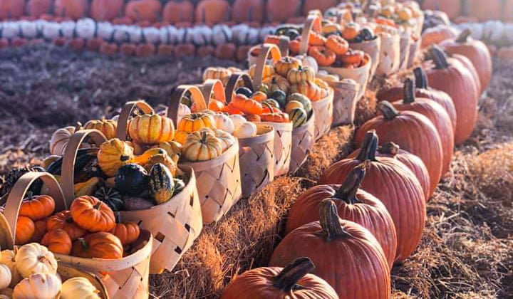 Orlando Fall Festivals, Pumpkin Patches and Foodie Events for 2021