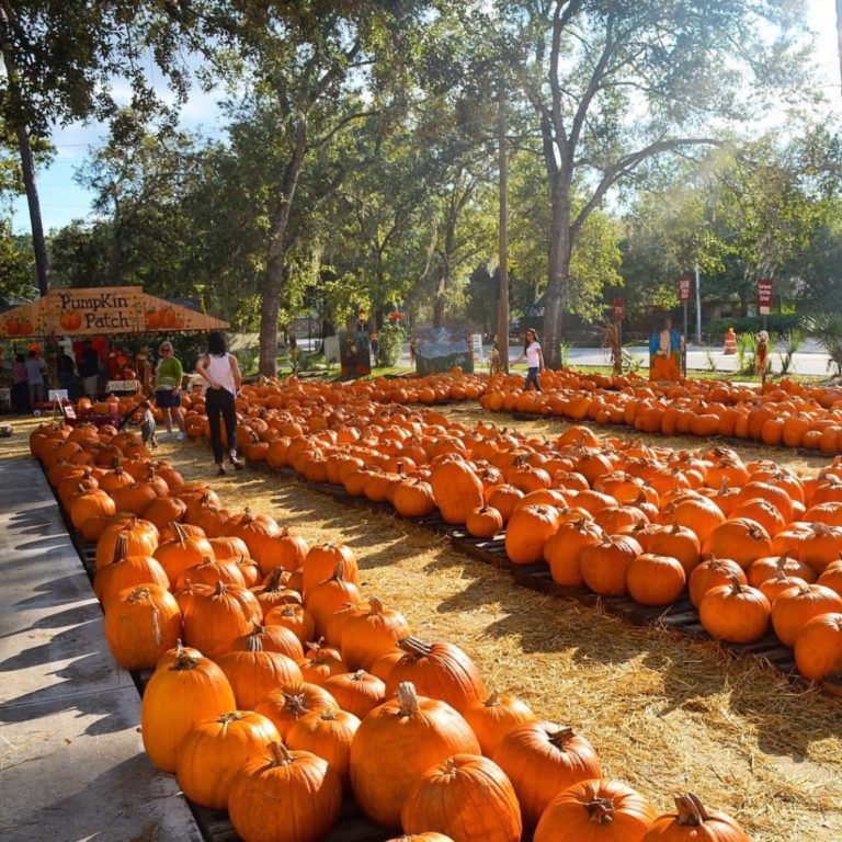 10 adorable, Instagramworthy pumpkin patches in Orlando Bounce Houses