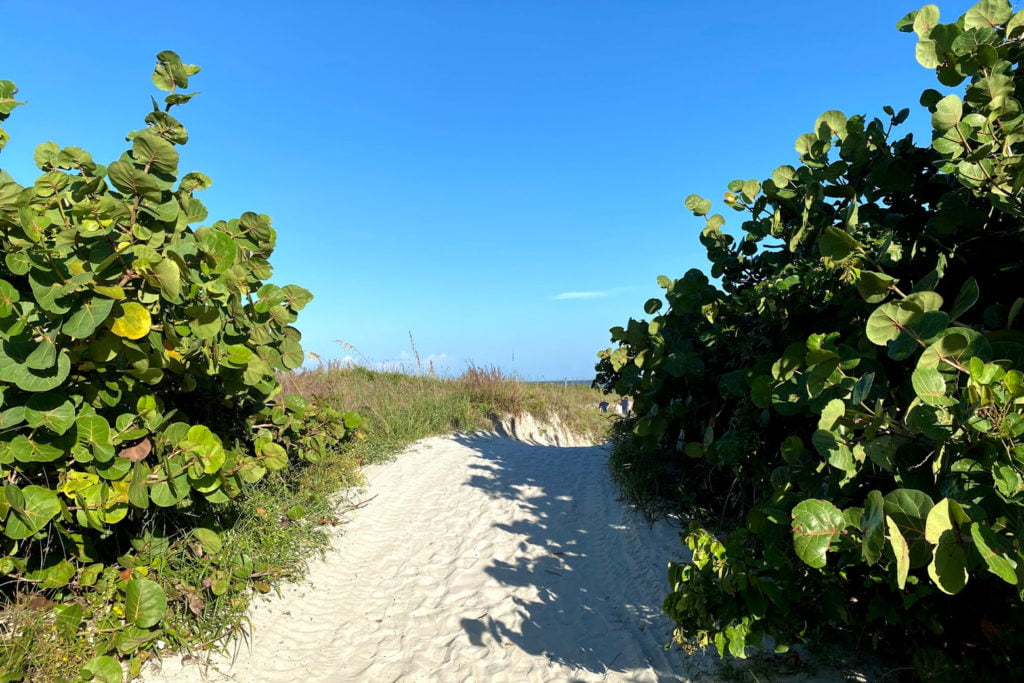 Pathway to Jetty Park Beach with blue skies above soft beige sand, flanked by green seagrape plants