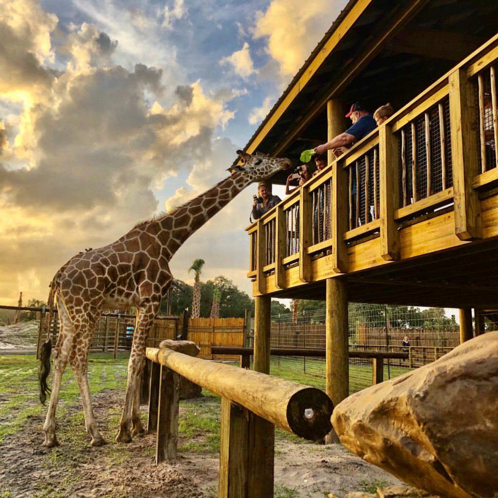 Wild Florida Giraffe Feeding Encounter