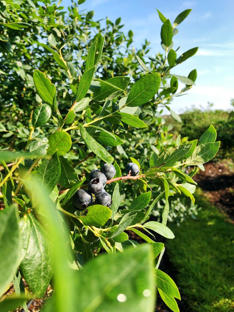 Blueberry fields at Southern Hill Farms