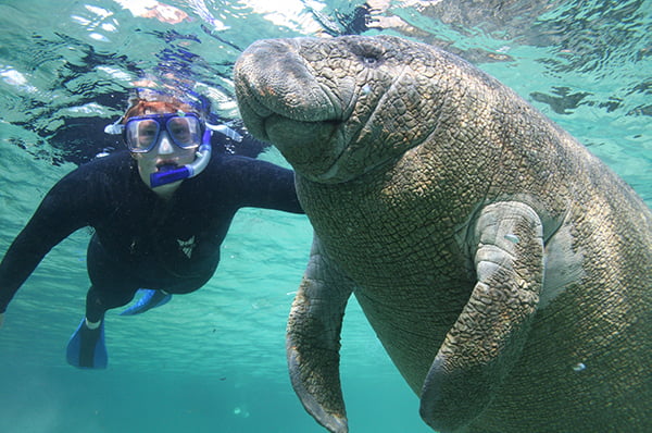Swimming with Manatees - Only in Florida Adventures