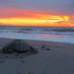 Behold Sea Turtle Nesting on a Unique Space Coast Date Night