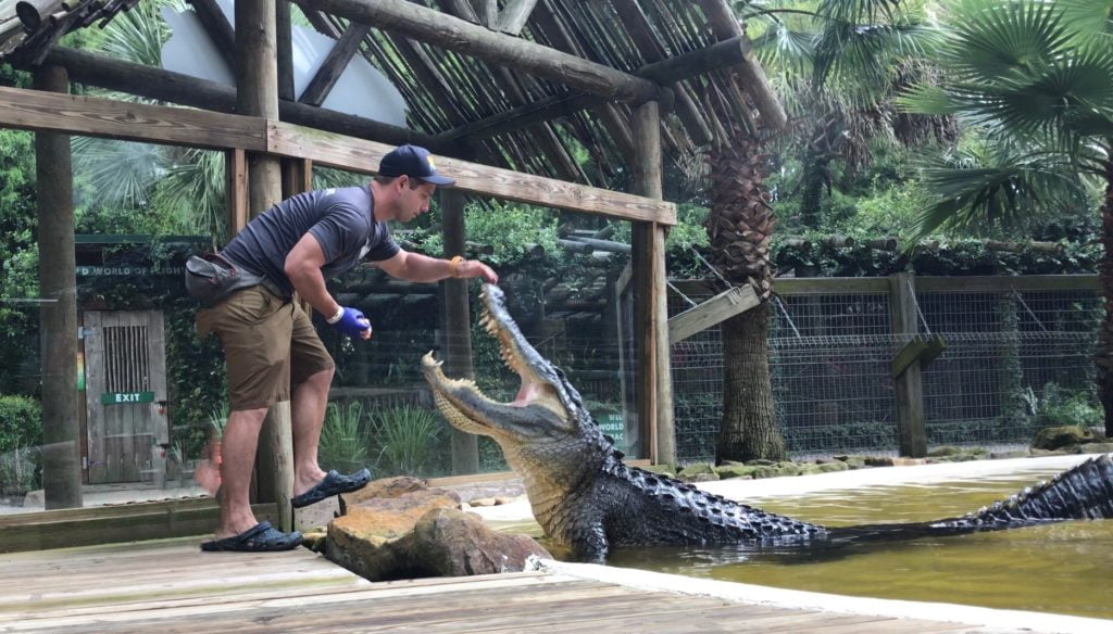 Annual Gator Week at Wild Florida May 24 - 29