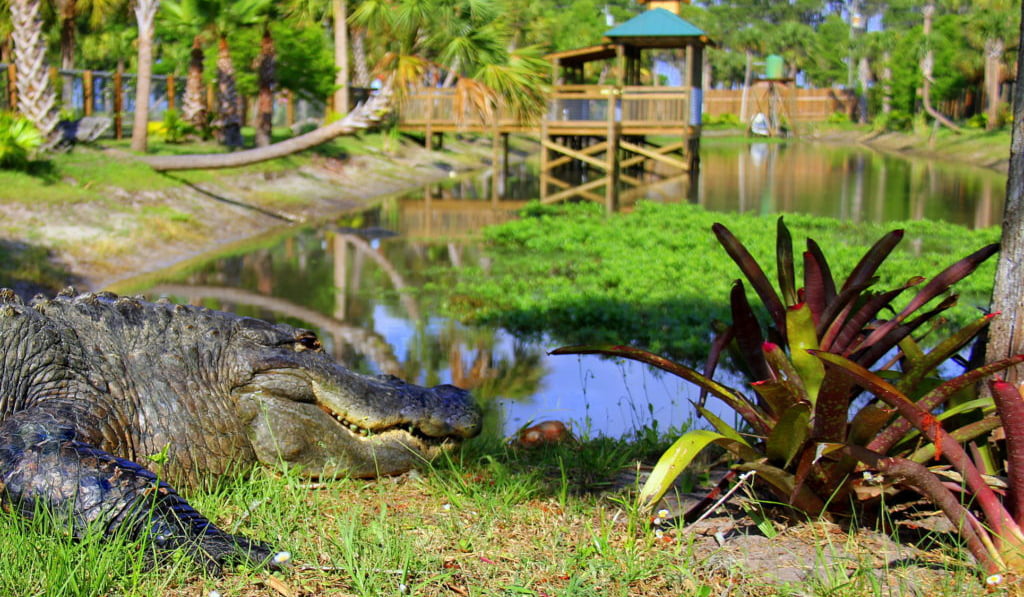 Free Admission at Wild Florida May 29 June 3 for Annual Gator Week