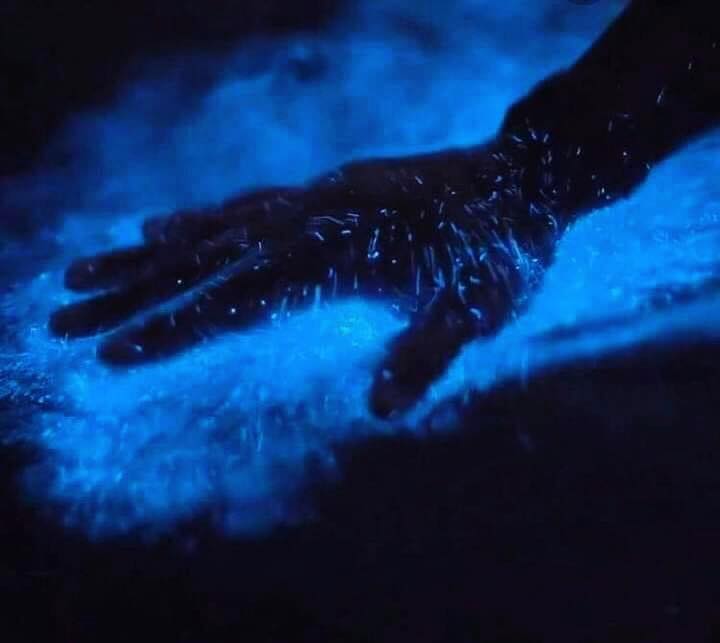 Embark on a Magical Bioluminescent Kayaking Tour this Summer