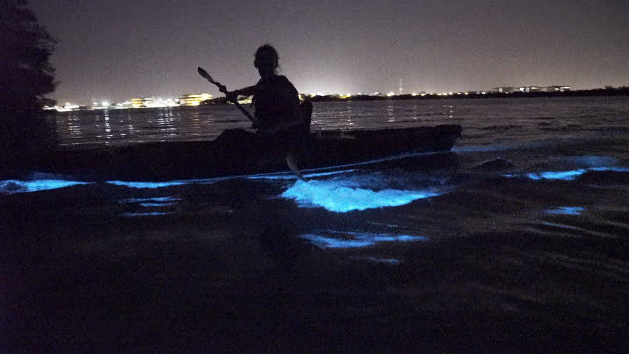 bioluminescent kayaking puerto rico