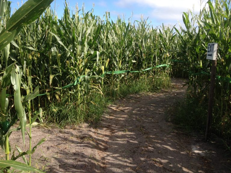 10 Adorable Instagram-Worthy Pumpkin Patches in Orlando