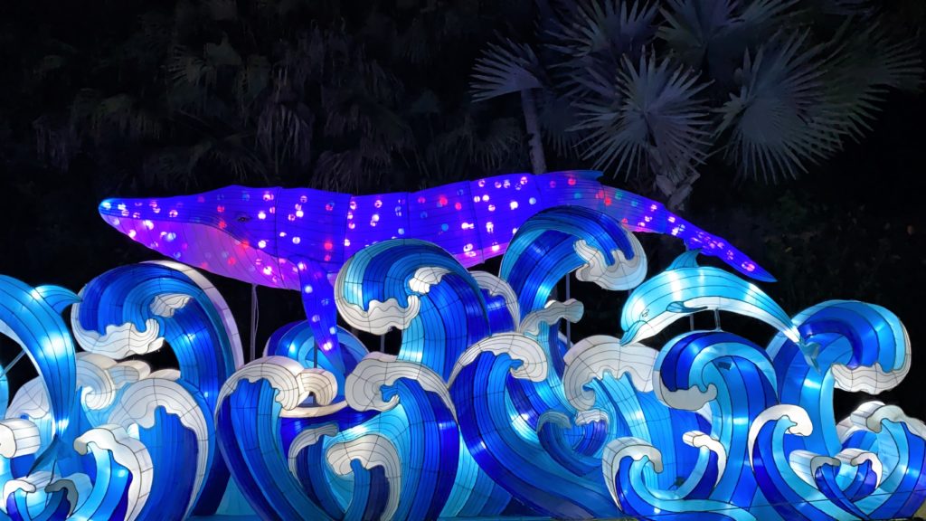 Whale and Dolphin Display Asian Lantern Festival at Central Florida Zoo 2021 - this photo was taken at night. A large whale lantern is accompanied by a smaller dolphin lantern and both are displayed above lanterns that look like waves. The lanterns are illuminated with blue, white, and purple colors.