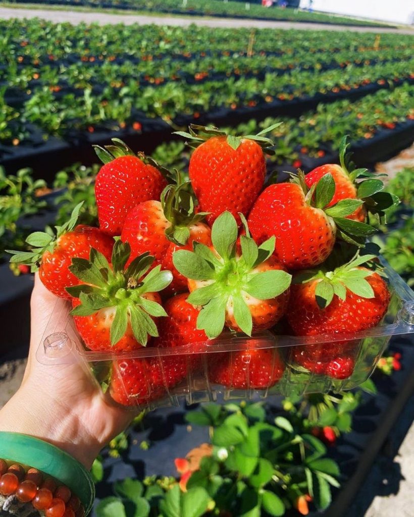 Pick your own strawberries at Keel Farms in Plant City, FL