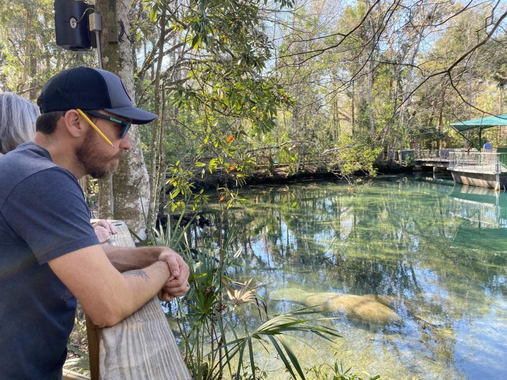 Manatees In Florida Year Round