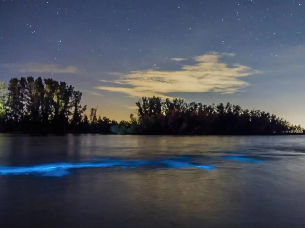 bioluminescent bay kayaking tour