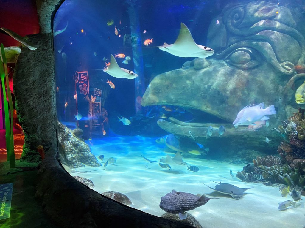 SeaLife Aquarium Orlando - Indian Ocean Tank