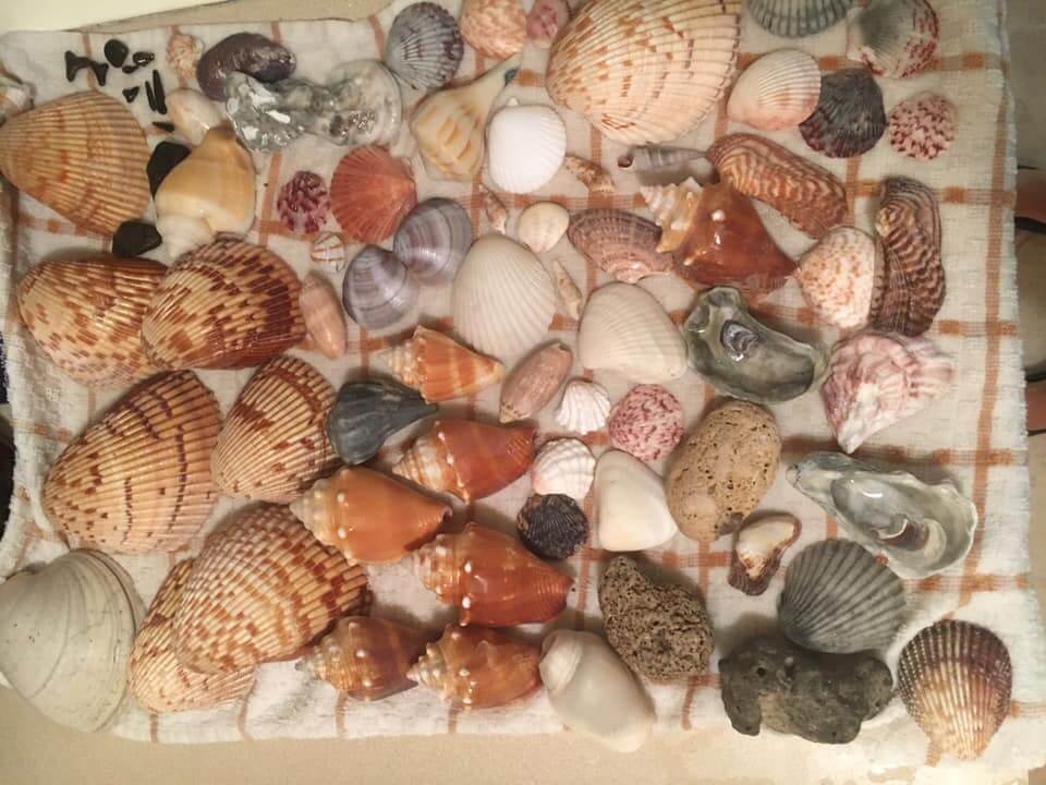 Shells collected at Stump Pass Beach Park