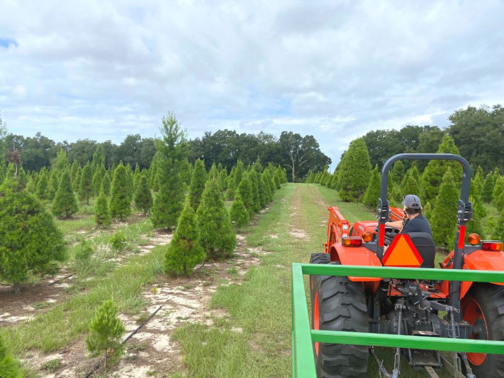 a tractor pulls visitors through Santa's Tree Farm -