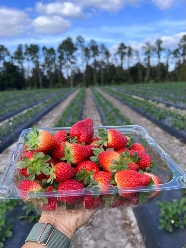 Alayna Curry holds a Basket full of fresh picked strawberries at Amber Brooke Farms Eustis 
