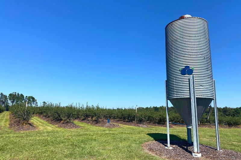 Amber Brooke Farms in Eustis has endless rows of blueberries you can pick, and a blueberry farm tower to mark the fields.