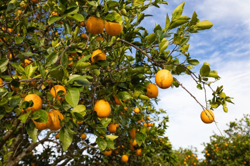 Where to Pick Oranges in Orlando - Plus Citrus and More - Orlando Date ...