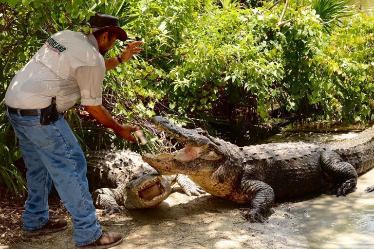 Wild Encounters and Thrills: A Memorable Date at Gatorland Orlando