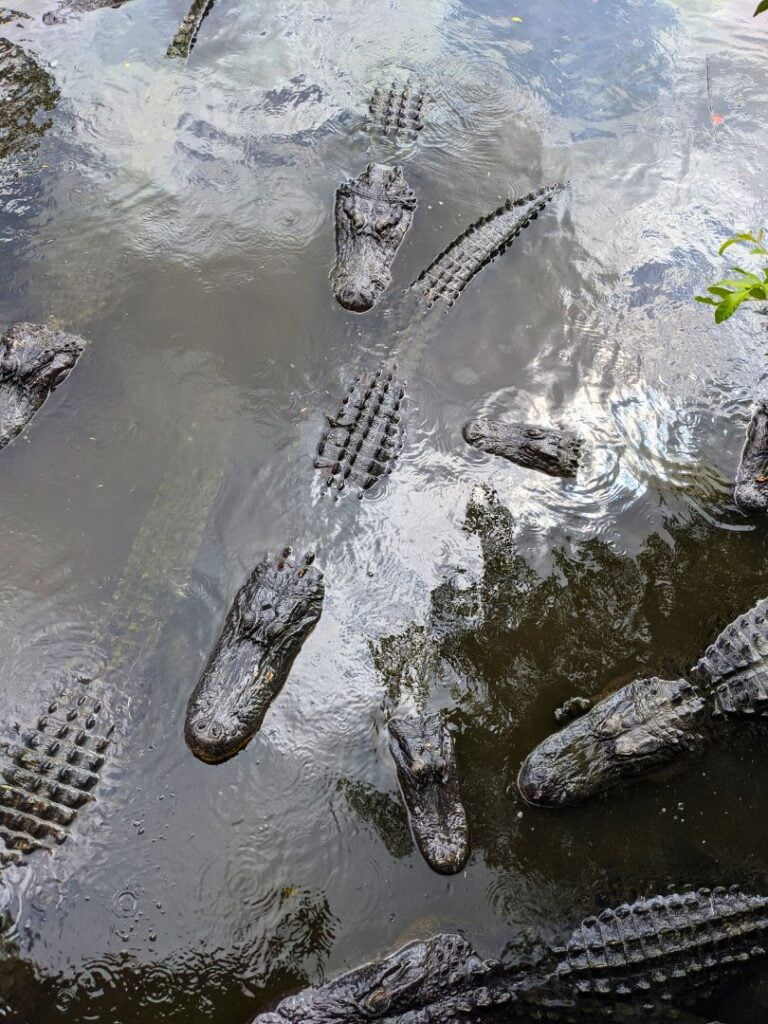 gators gather together in the water at gatorland near orlando