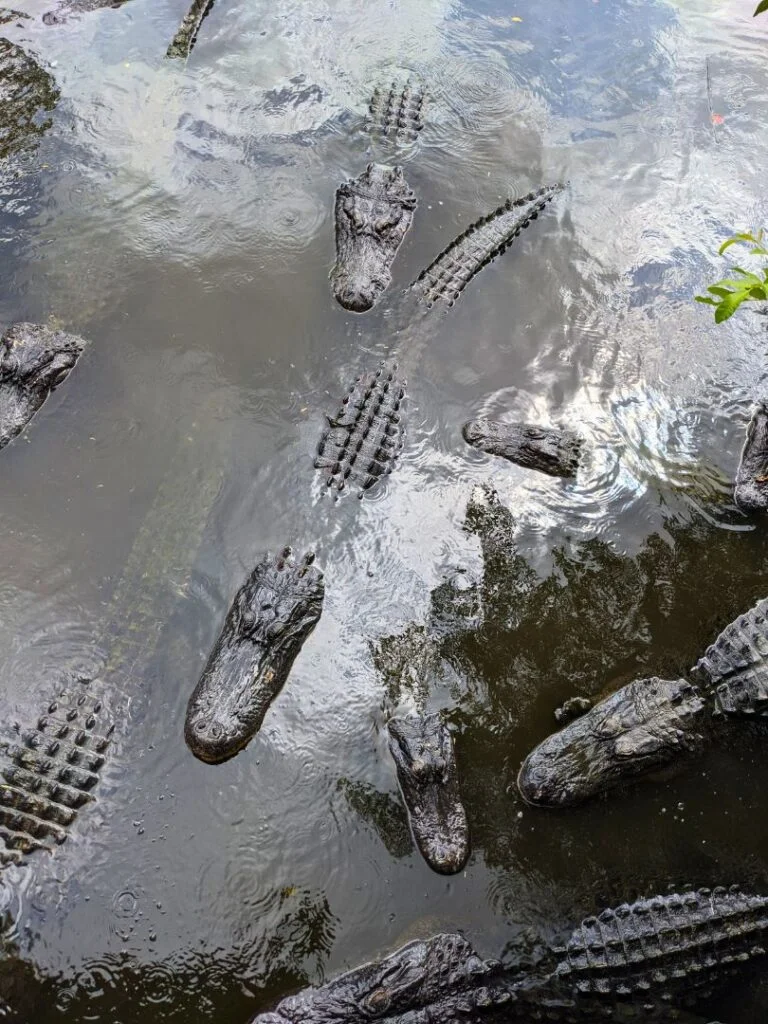 Wild Encounters and Thrills: A Memorable Date at Gatorland Orlando - Orlando  Date Night Guide