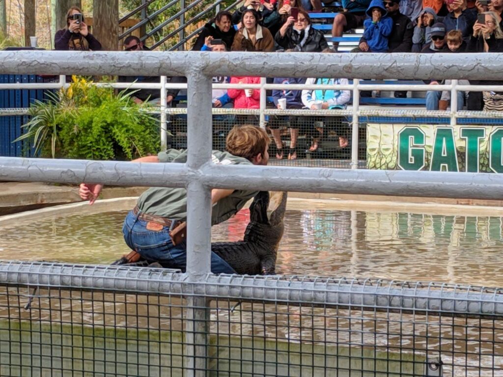 a staff member at gatorland rests his chin on the open jaw of a large gator during a show