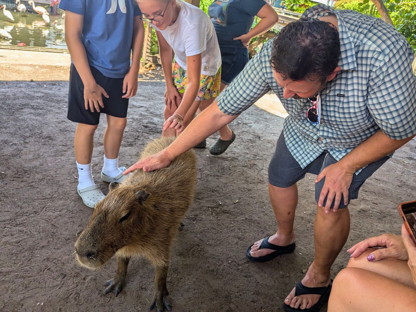 The Capybara Encounter at Gatorland - Image by Meghan Roth